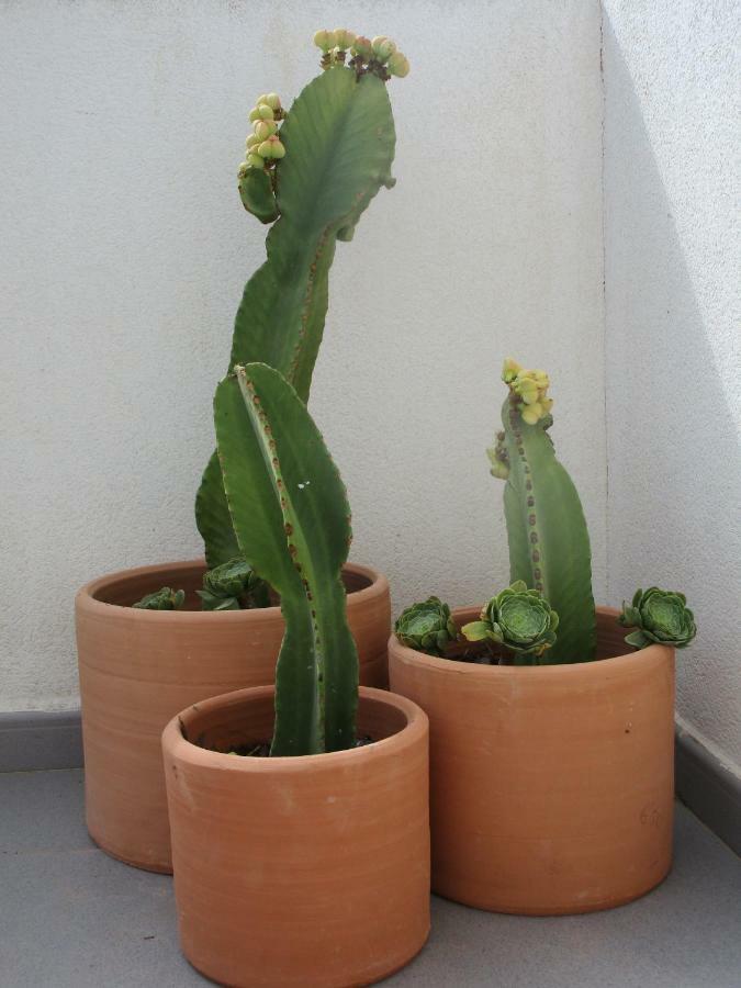 הוילה אגווה אמרגה El Malenito מראה חיצוני תמונה